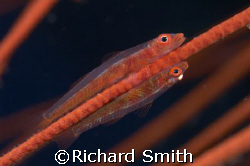 Pair of gobies laying their eggs on a whip coral by Richard Smith 